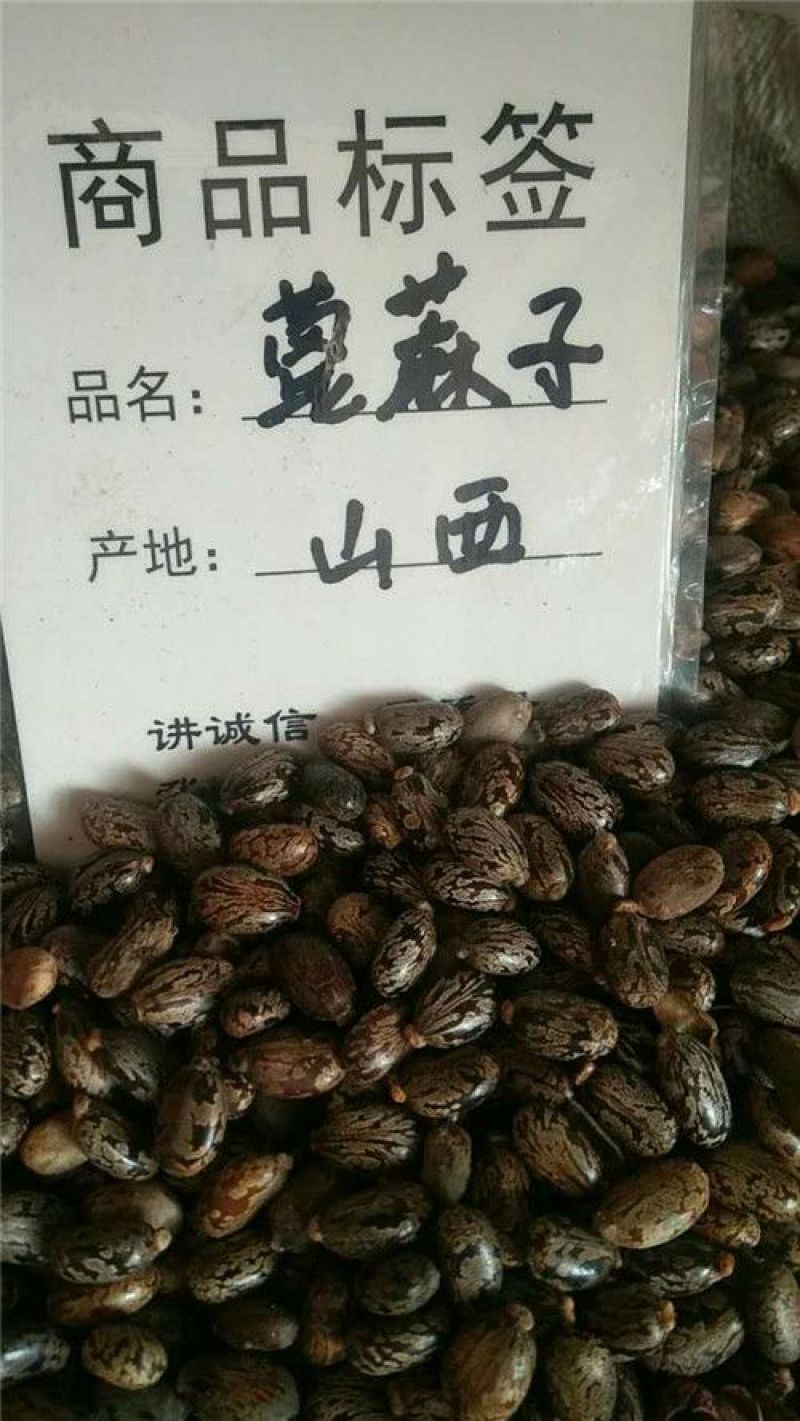蓖麻子