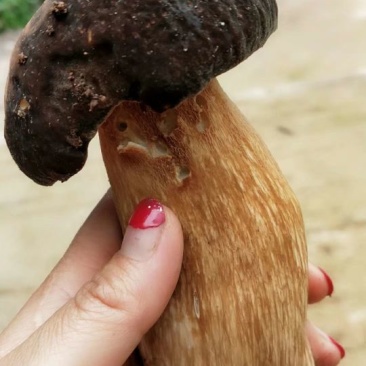 羊肝菌骨朵开苞