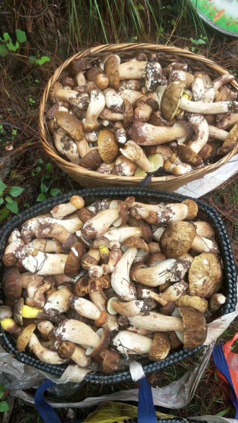 羊肝菌骨朵8——10厘米