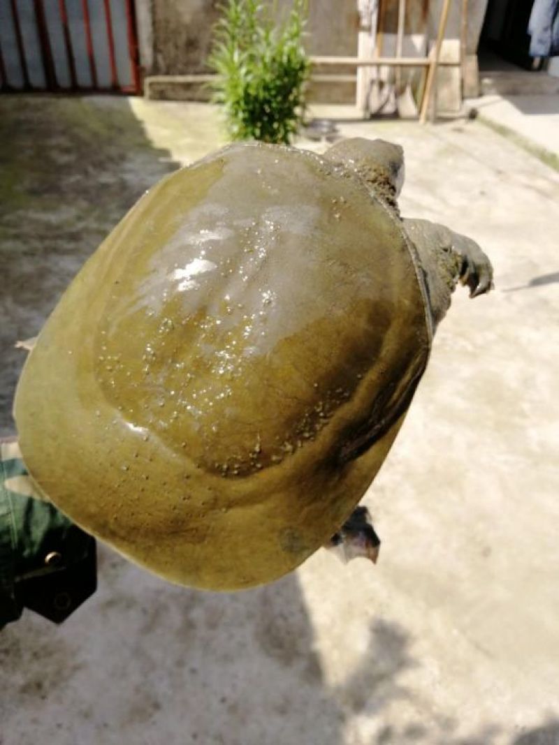 甲鱼