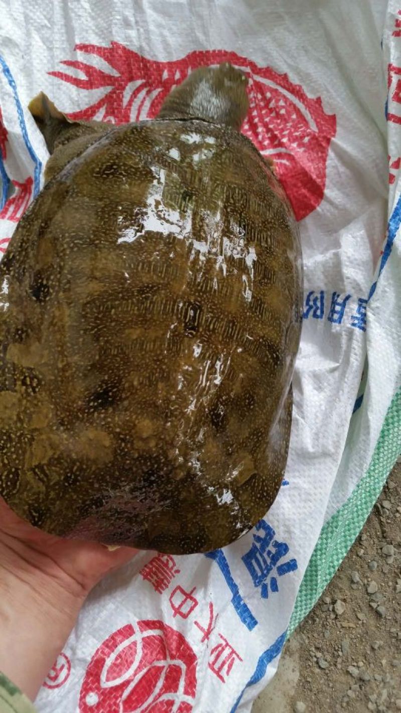 甲鱼