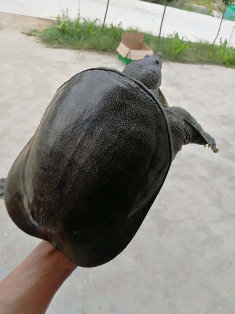 甲鱼