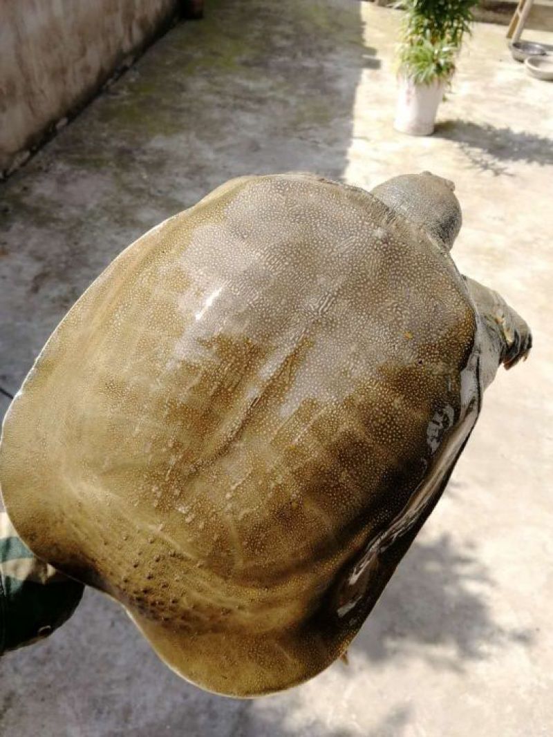 甲鱼