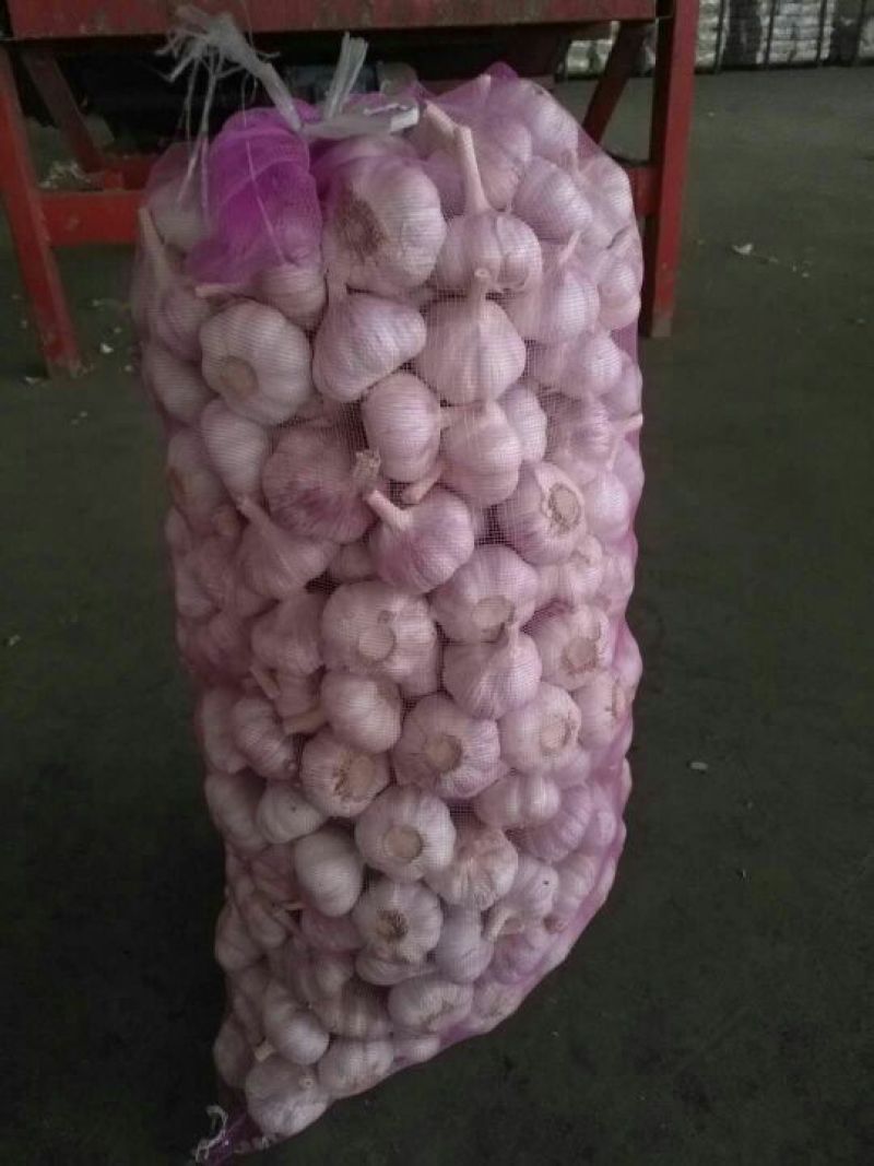 金乡紫红皮大蒜，代收带储存代加工，提供配资