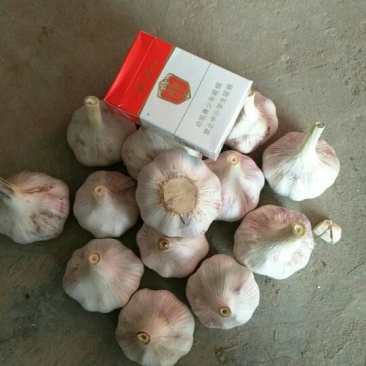 金乡紫红皮大蒜，代收带储存代加工，提供配资