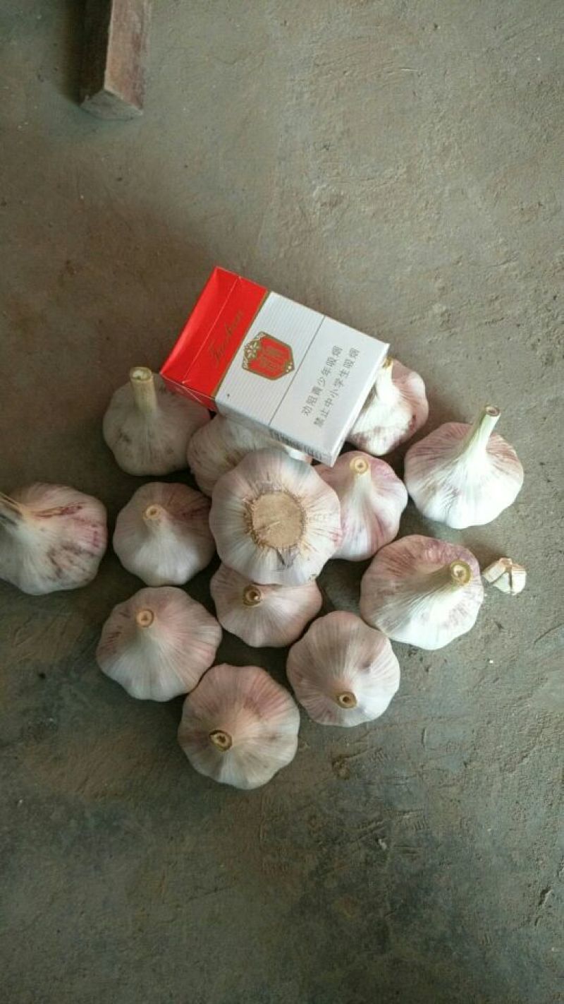 金乡紫红皮大蒜，代收带储存代加工，提供配资