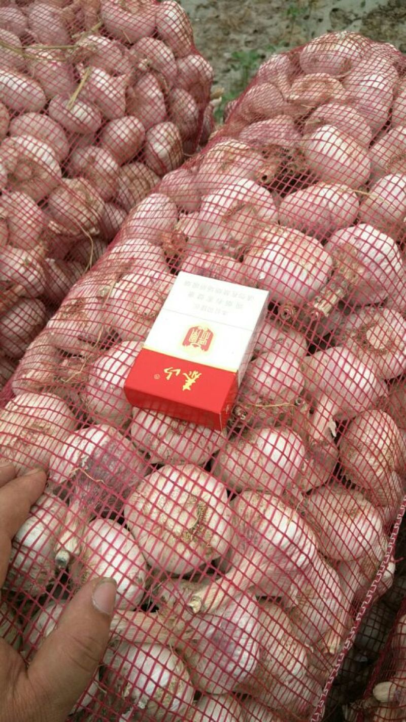 金乡紫红皮大蒜，代收带储存代加工，提供配资