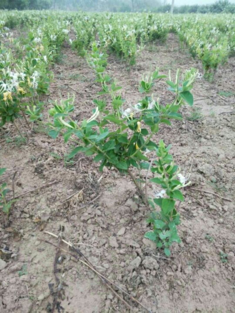 巨花一号金银花苗
