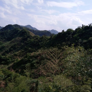 荒山求租