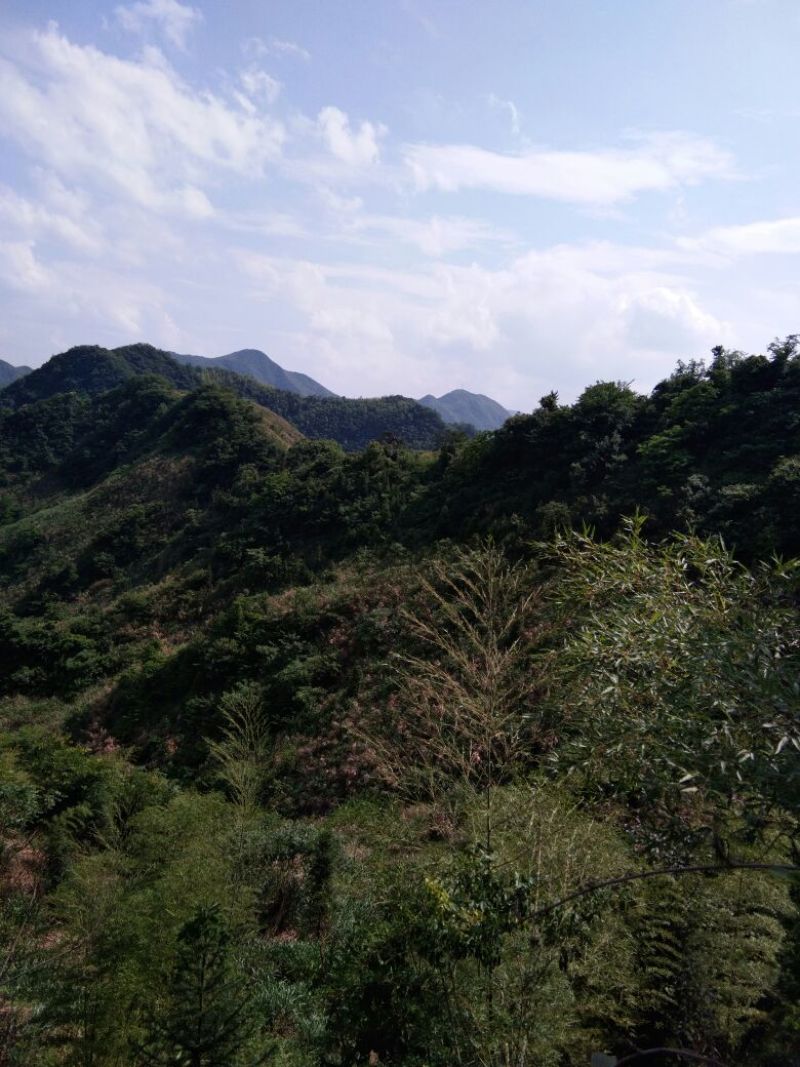 荒山求租