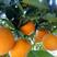 红橙，血橙中华红橙产地直发价格便宜农民一手货源