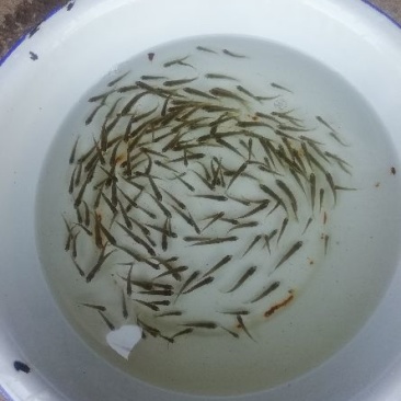 青鱼夏花。