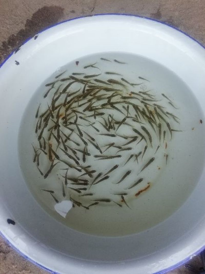 青鱼夏花。