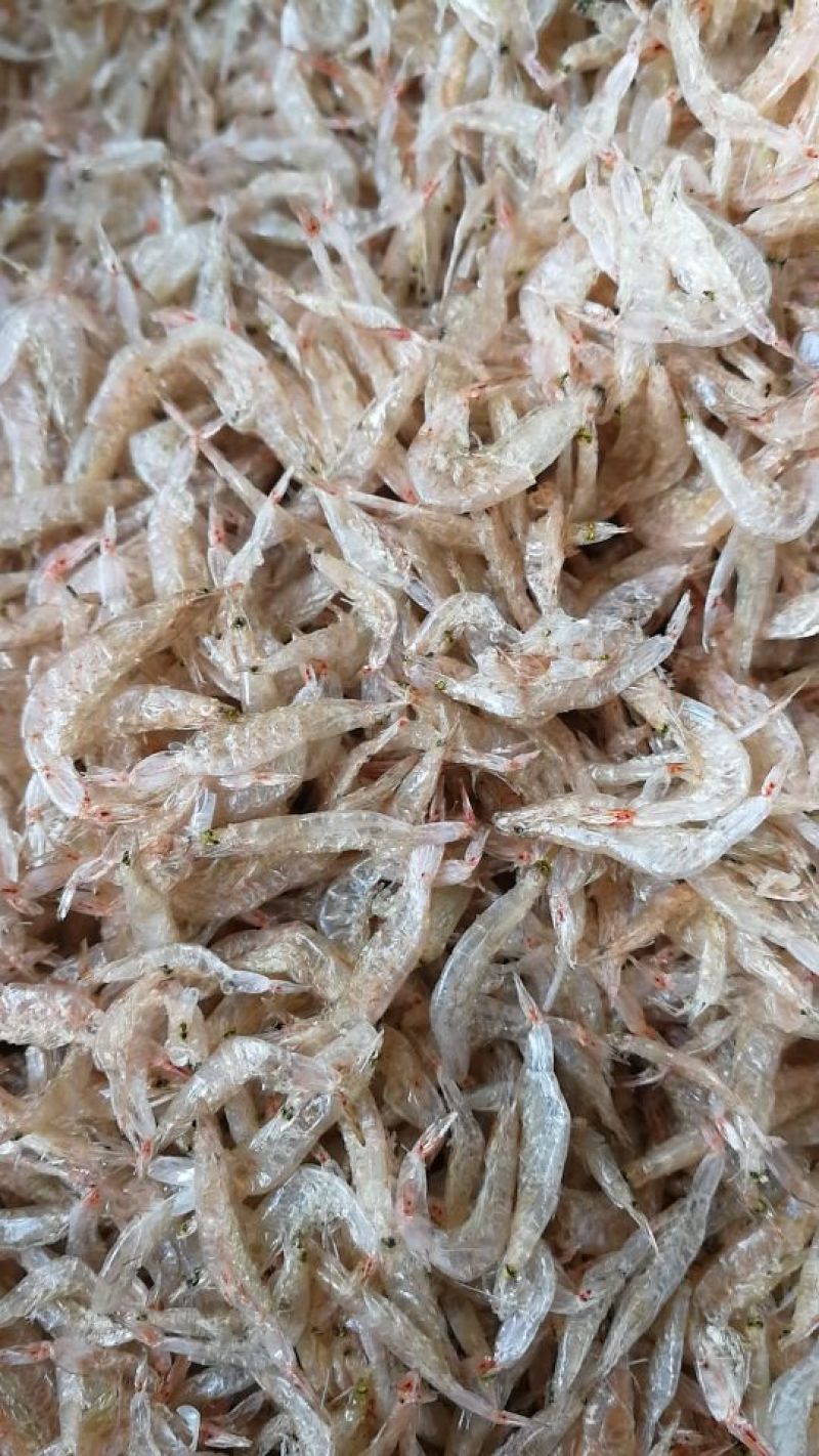 烘干虾皮