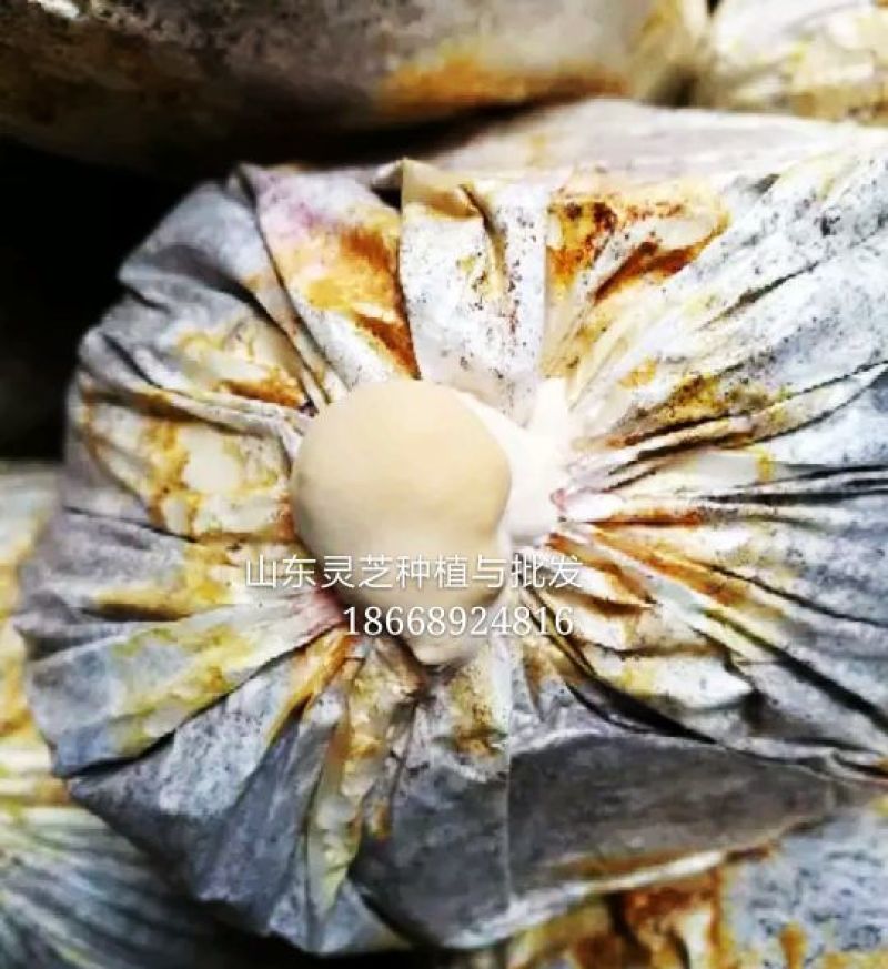 活体灵芝鲜灵芝灵芝种苗灵芝菌棒菌包