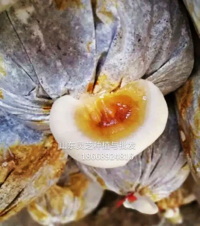 活体灵芝鲜灵芝灵芝种苗灵芝菌棒菌包