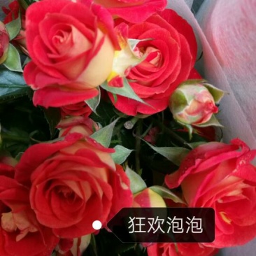 出售各种月季小苗。