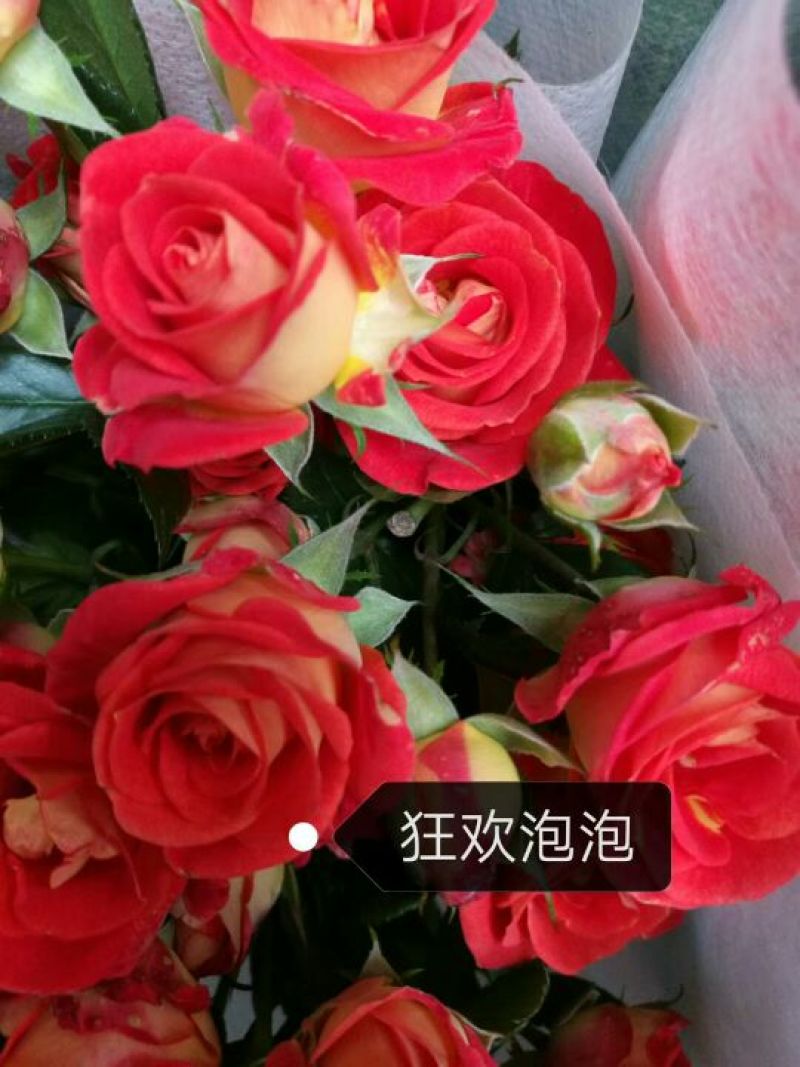 出售各种月季小苗。