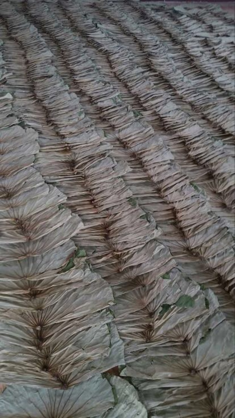 荷叶20~25cm统货