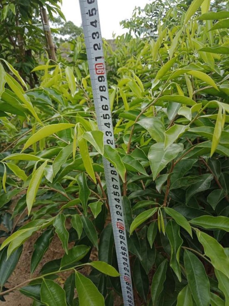 沉香树苗80~100cm