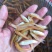 草鱼苗金草鱼苗，俄罗斯金丝鲩，大量现货出售