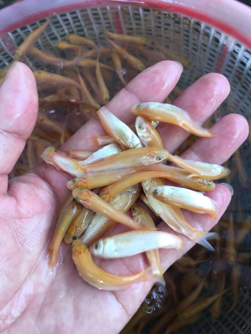 草鱼苗金草鱼苗，俄罗斯金丝鲩，大量现货出售
