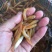 草鱼苗金草鱼苗，俄罗斯金丝鲩，大量现货出售