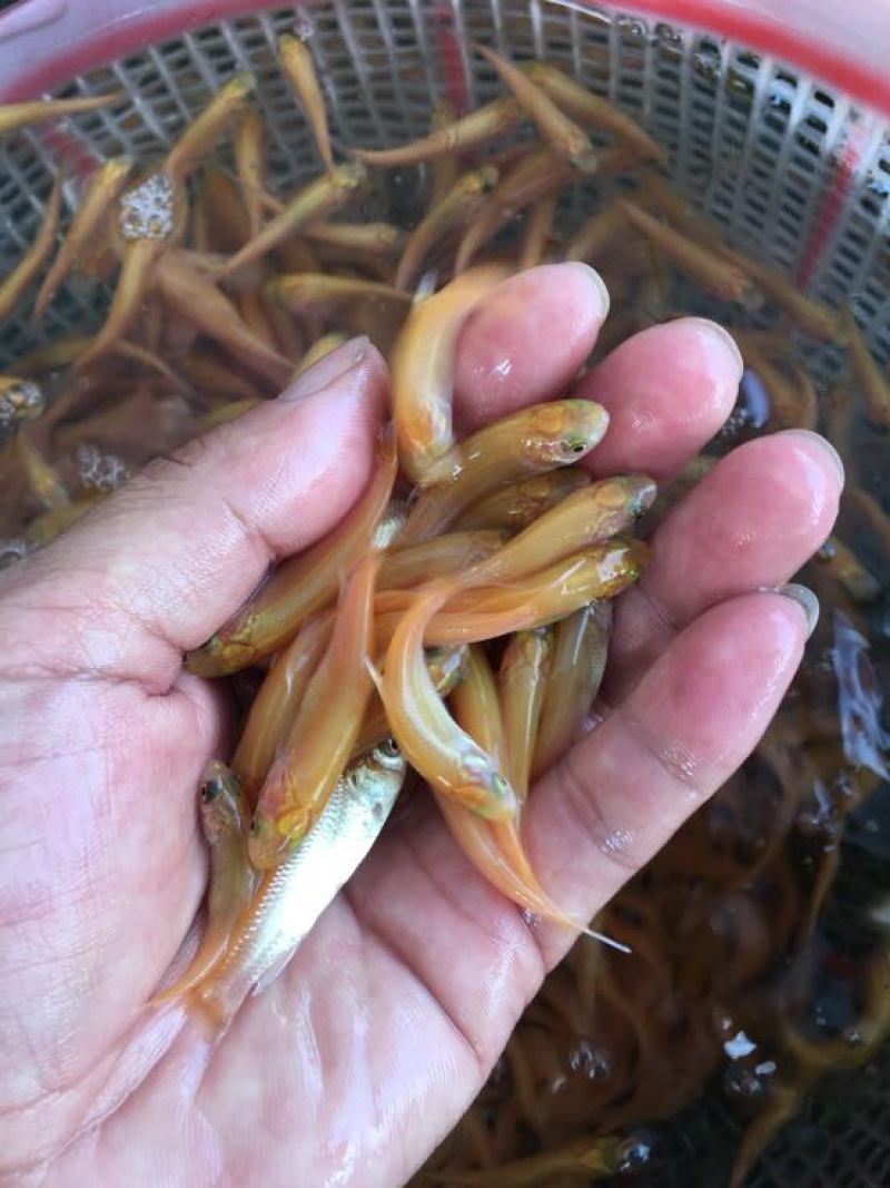 草鱼苗金草鱼苗，俄罗斯金丝鲩，大量现货出售