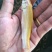 草鱼苗金草鱼苗，俄罗斯金丝鲩，大量现货出售
