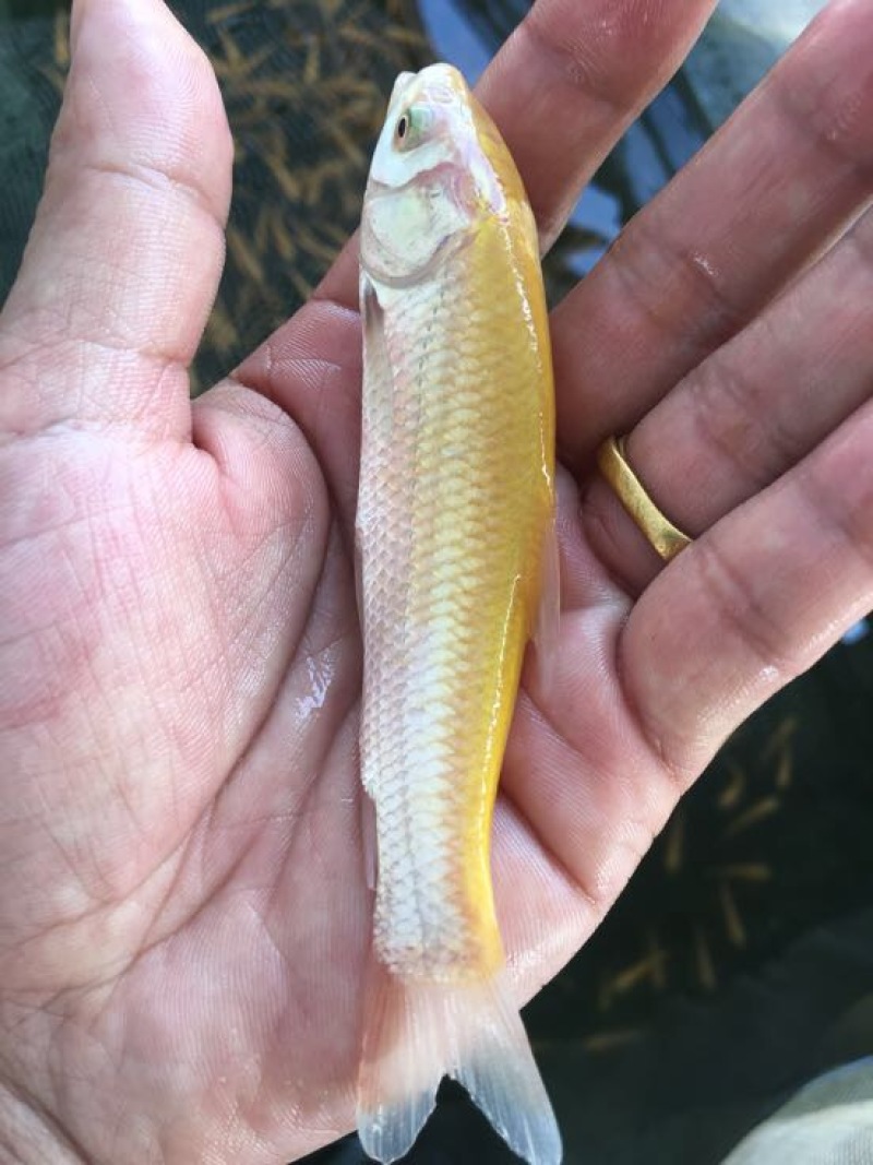 草鱼苗金草鱼苗，俄罗斯金丝鲩，大量现货出售