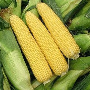 甜玉米8两以上