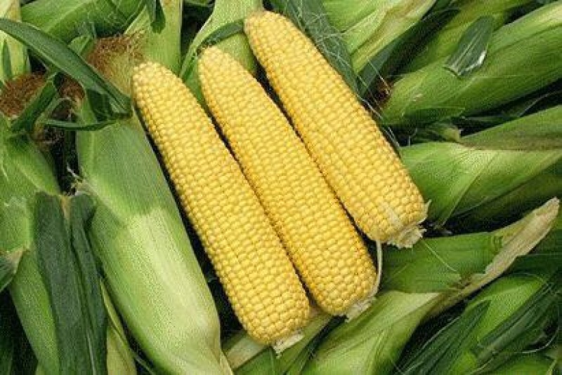 甜玉米8两以上