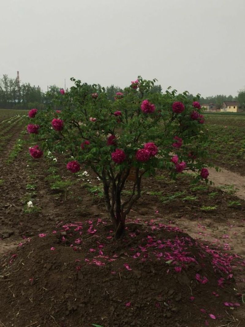 牡丹，十年以上观赏牡丹，牡丹树，品种牡丹