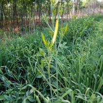黄花菜，鲜货，每天