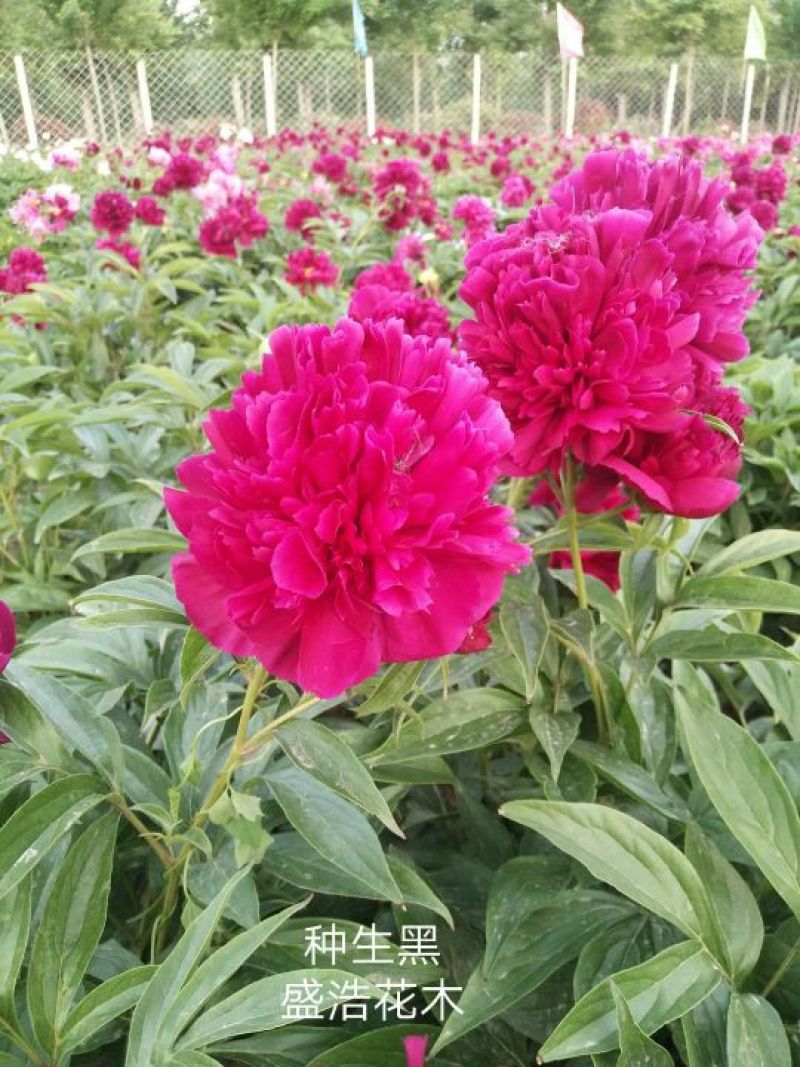 芍药、观赏芍药、重瓣芍药、千层芍药，切花芍药，工程芍药