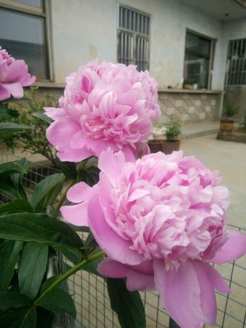 芍药、观赏芍药、重瓣芍药、千层芍药，切花芍药，工程芍药