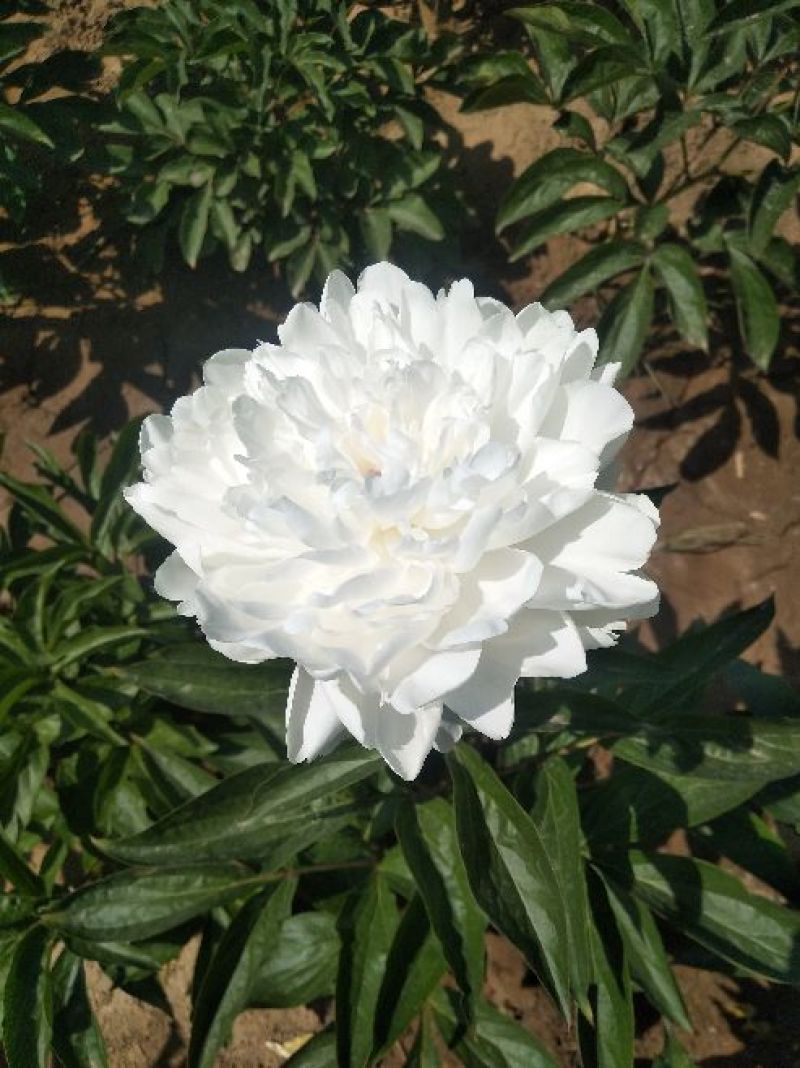 芍药、观赏芍药、重瓣芍药、千层芍药，切花芍药，工程芍药