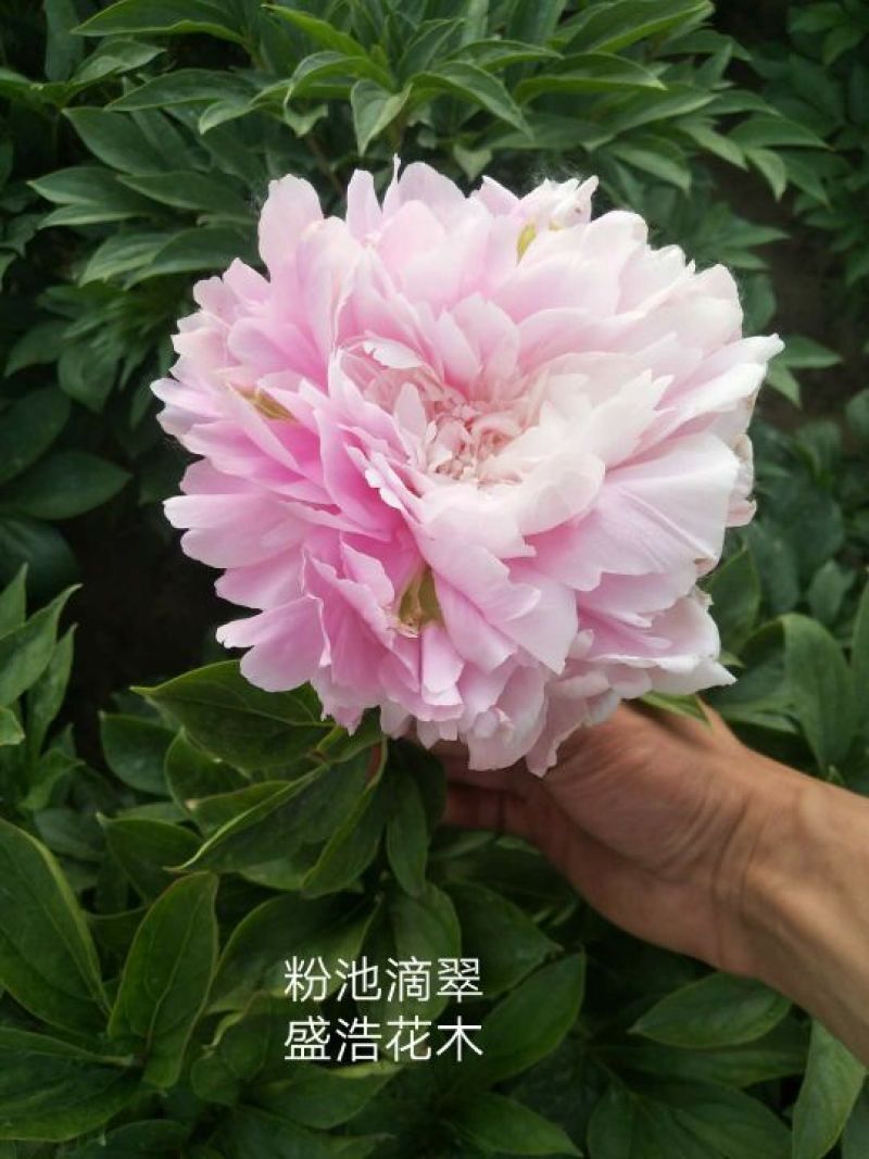 芍药、观赏芍药、重瓣芍药、千层芍药，切花芍药，工程芍药