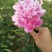 芍药、观赏芍药、重瓣芍药、千层芍药，切花芍药，工程芍药