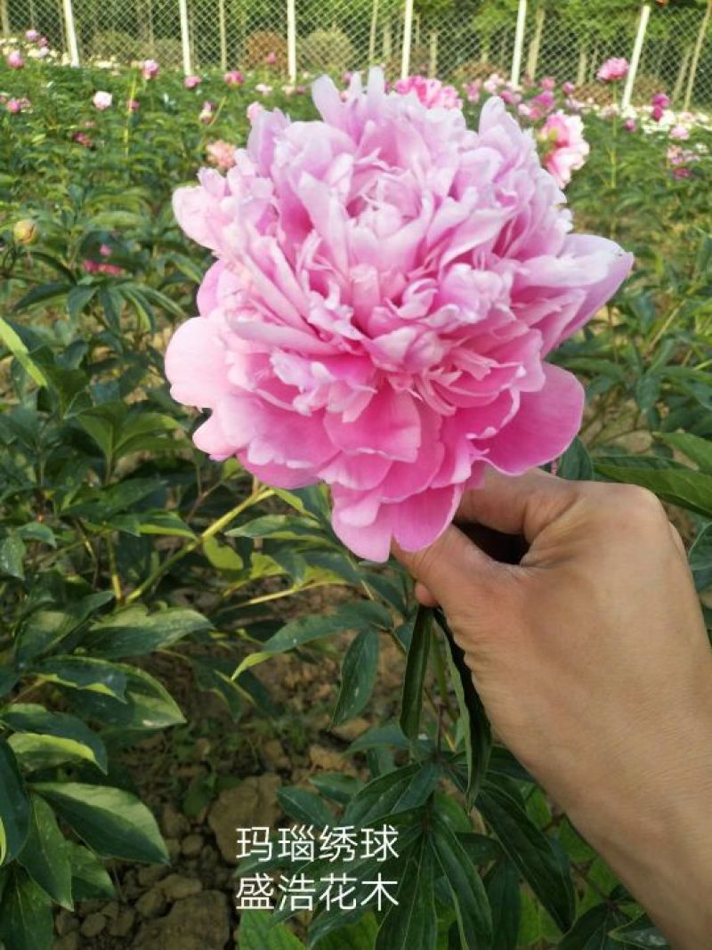 芍药、观赏芍药、重瓣芍药、千层芍药，切花芍药，工程芍药