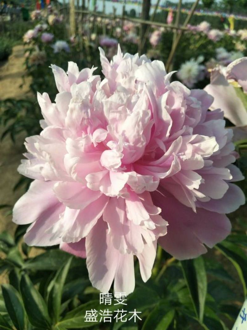 芍药、观赏芍药、重瓣芍药、千层芍药，切花芍药，工程芍药