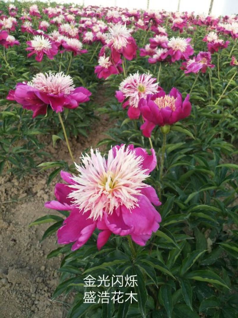 芍药、观赏芍药、重瓣芍药、千层芍药，切花芍药，工程芍药