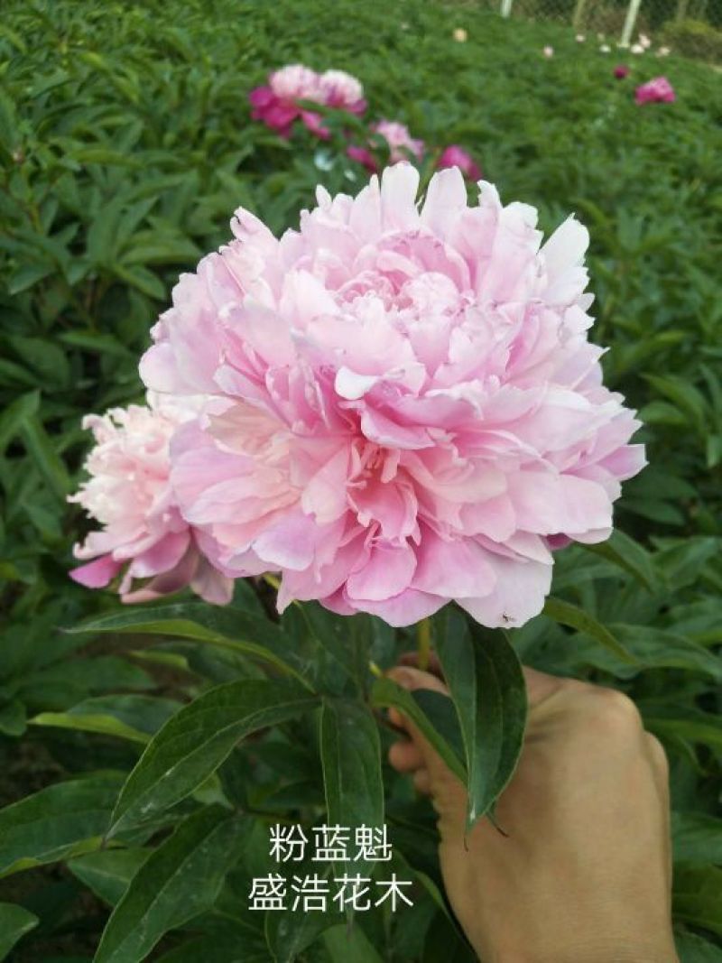 芍药、观赏芍药、重瓣芍药、千层芍药，切花芍药，工程芍药