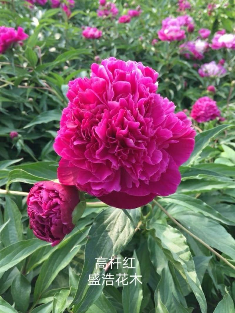 芍药、观赏芍药、重瓣芍药、千层芍药，切花芍药，工程芍药