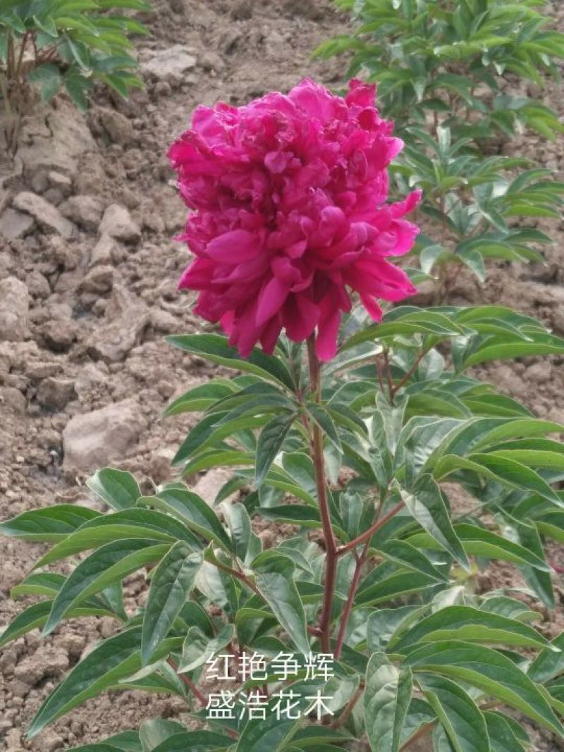 芍药、观赏芍药、重瓣芍药、千层芍药，切花芍药，工程芍药