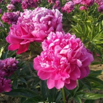 芍药、观赏芍药、重瓣芍药、千层芍药，切花芍药，工程芍药
