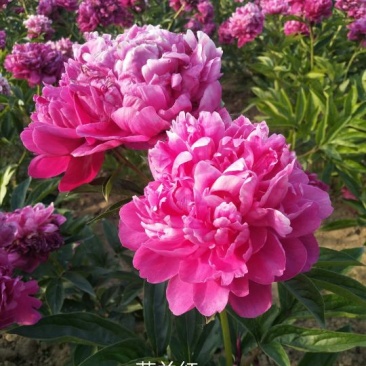 芍药、观赏芍药、重瓣芍药、千层芍药，切花芍药，工程芍药