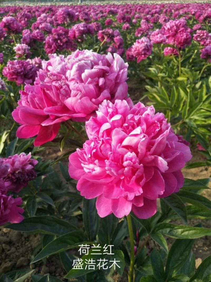 芍药、观赏芍药、重瓣芍药、千层芍药，切花芍药，工程芍药