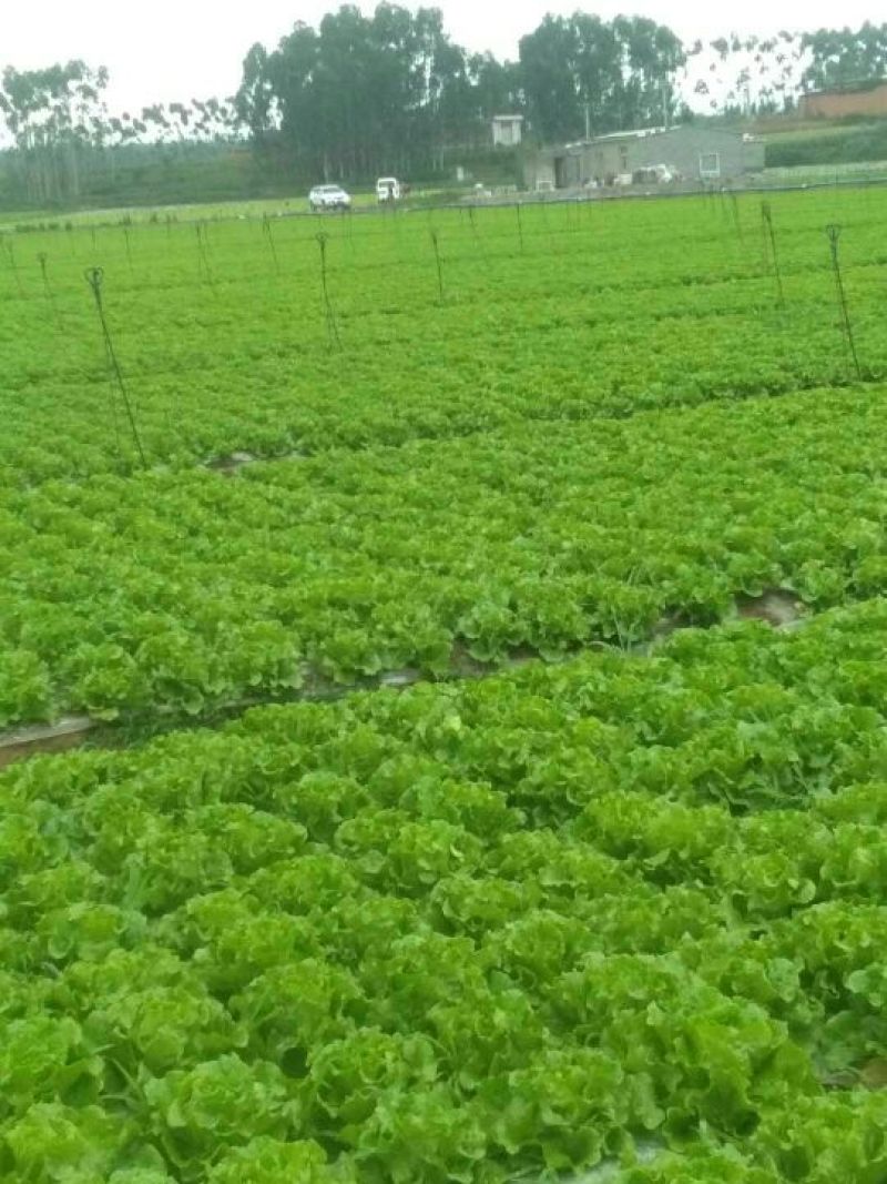 意大利
