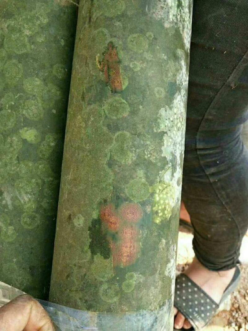 斑竹，烟熏竹